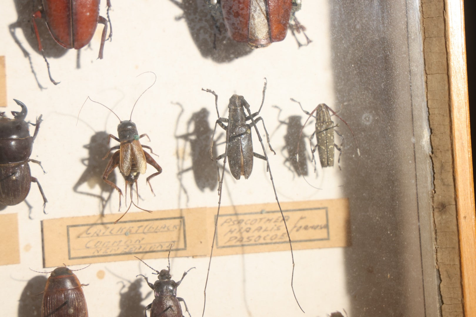 Vintage Entomology Specimen Display of Beetles, Stick Insects, and Leaf Insects from India, East Africa, and Other Localities, in Glass-Front Wood Cabinet with Hans Luhr Label, Kiel, Germany