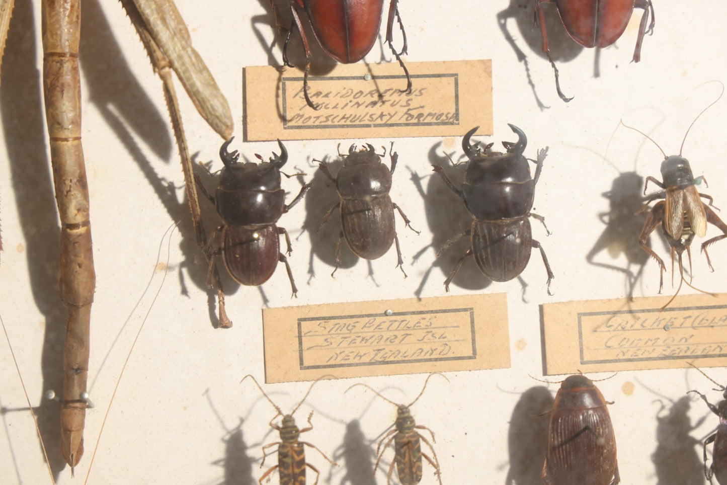 Vintage Entomology Specimen Display of Beetles, Stick Insects, and Leaf Insects from India, East Africa, and Other Localities, in Glass-Front Wood Cabinet with Hans Luhr Label, Kiel, Germany