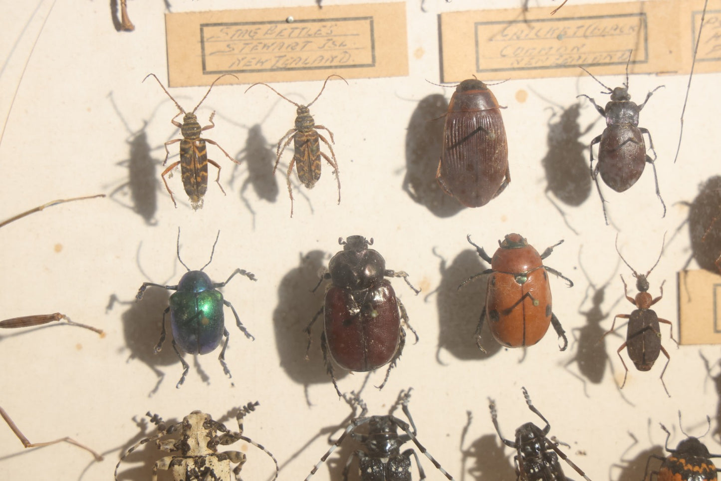 Vintage Entomology Specimen Display of Beetles, Stick Insects, and Leaf Insects from India, East Africa, and Other Localities, in Glass-Front Wood Cabinet with Hans Luhr Label, Kiel, Germany
