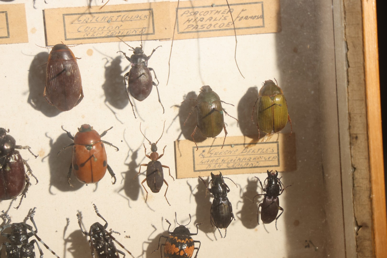 Vintage Entomology Specimen Display of Beetles, Stick Insects, and Leaf Insects from India, East Africa, and Other Localities, in Glass-Front Wood Cabinet with Hans Luhr Label, Kiel, Germany
