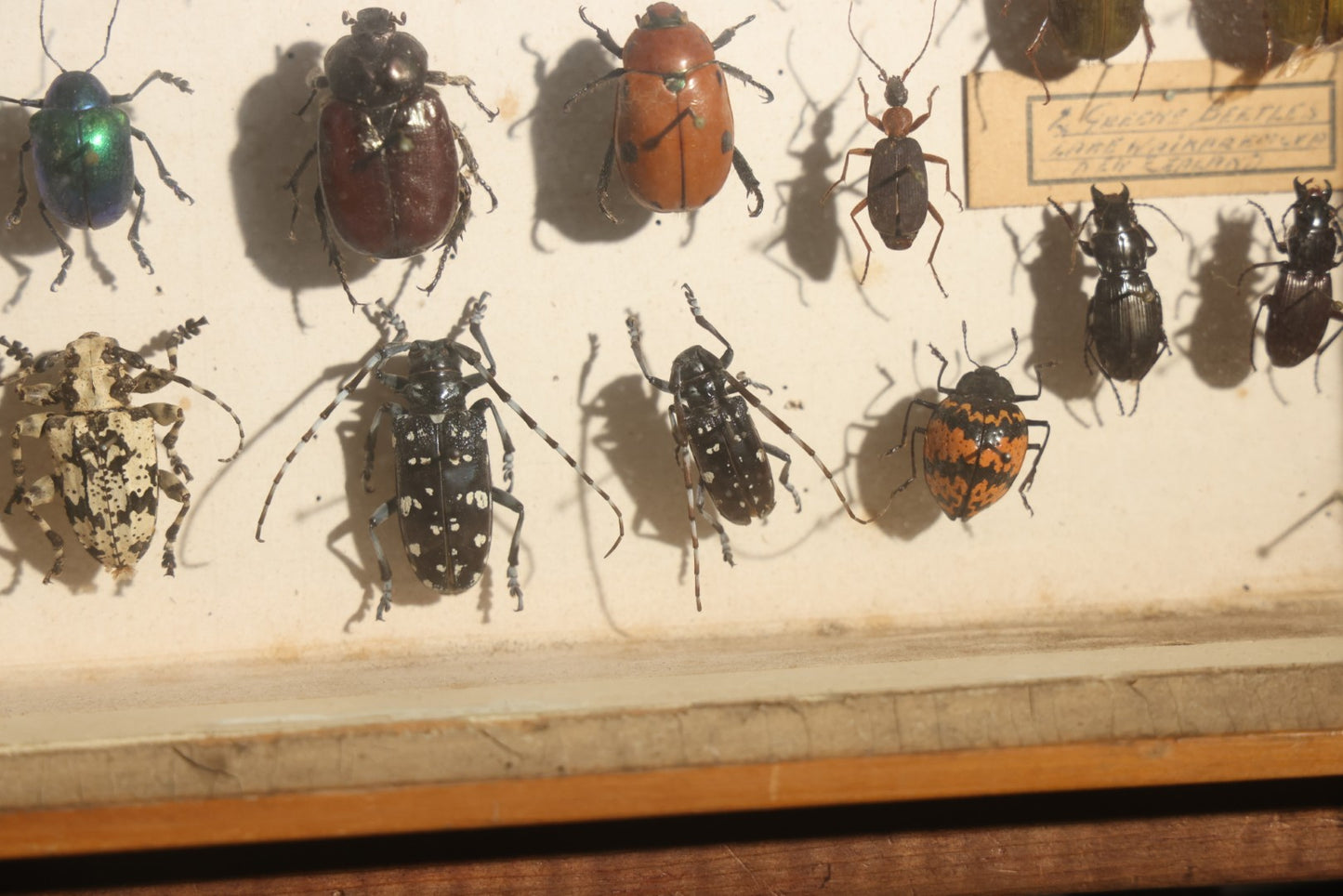 Vintage Entomology Specimen Display of Beetles, Stick Insects, and Leaf Insects from India, East Africa, and Other Localities, in Glass-Front Wood Cabinet with Hans Luhr Label, Kiel, Germany