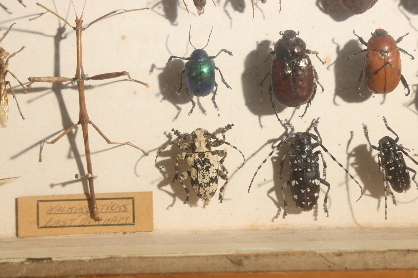 Vintage Entomology Specimen Display of Beetles, Stick Insects, and Leaf Insects from India, East Africa, and Other Localities, in Glass-Front Wood Cabinet with Hans Luhr Label, Kiel, Germany
