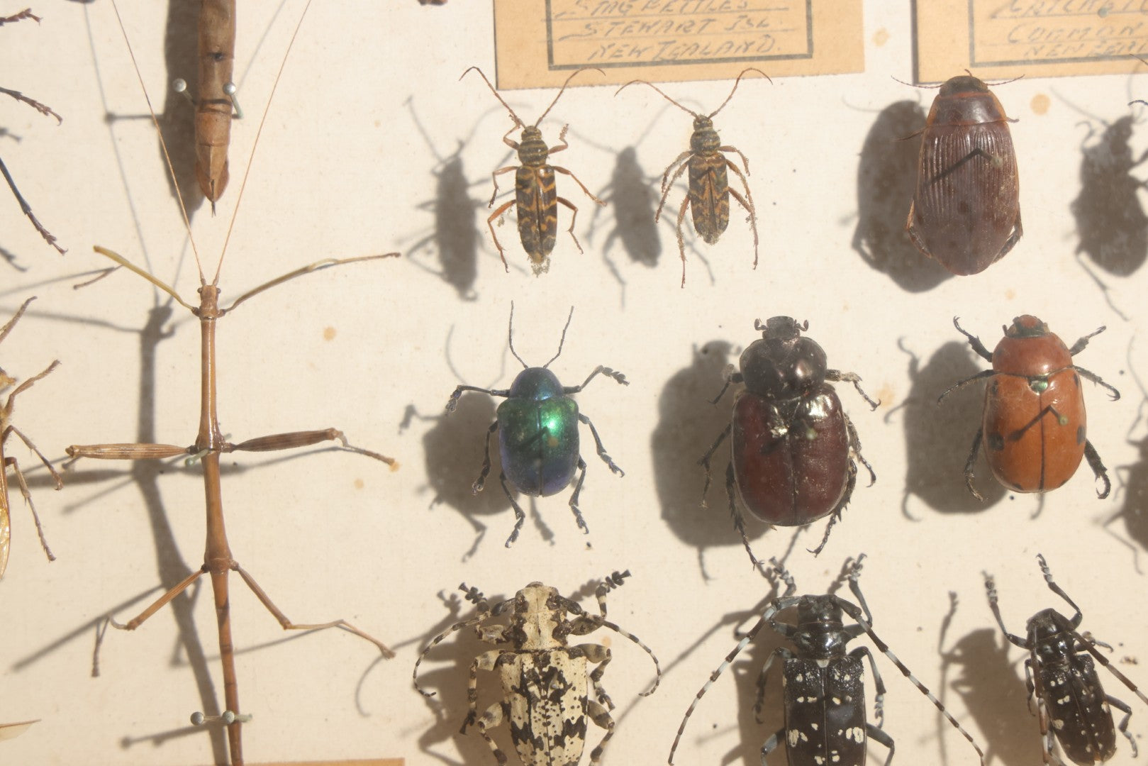 Vintage Entomology Specimen Display of Beetles, Stick Insects, and Leaf Insects from India, East Africa, and Other Localities, in Glass-Front Wood Cabinet with Hans Luhr Label, Kiel, Germany