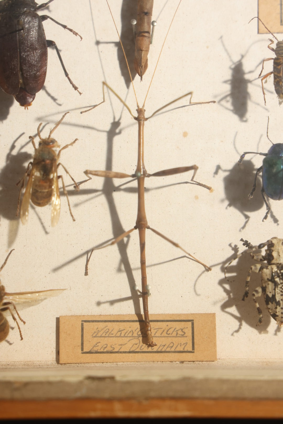 Vintage Entomology Specimen Display of Beetles, Stick Insects, and Leaf Insects from India, East Africa, and Other Localities, in Glass-Front Wood Cabinet with Hans Luhr Label, Kiel, Germany