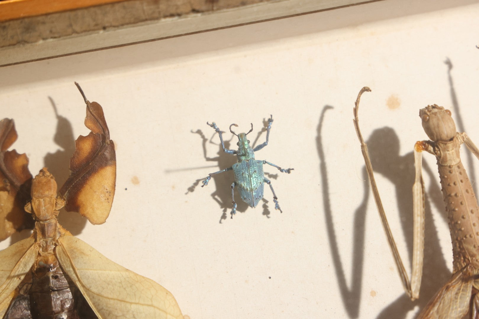 Vintage Entomology Specimen Display of Beetles, Stick Insects, and Leaf Insects from India, East Africa, and Other Localities, in Glass-Front Wood Cabinet with Hans Luhr Label, Kiel, Germany