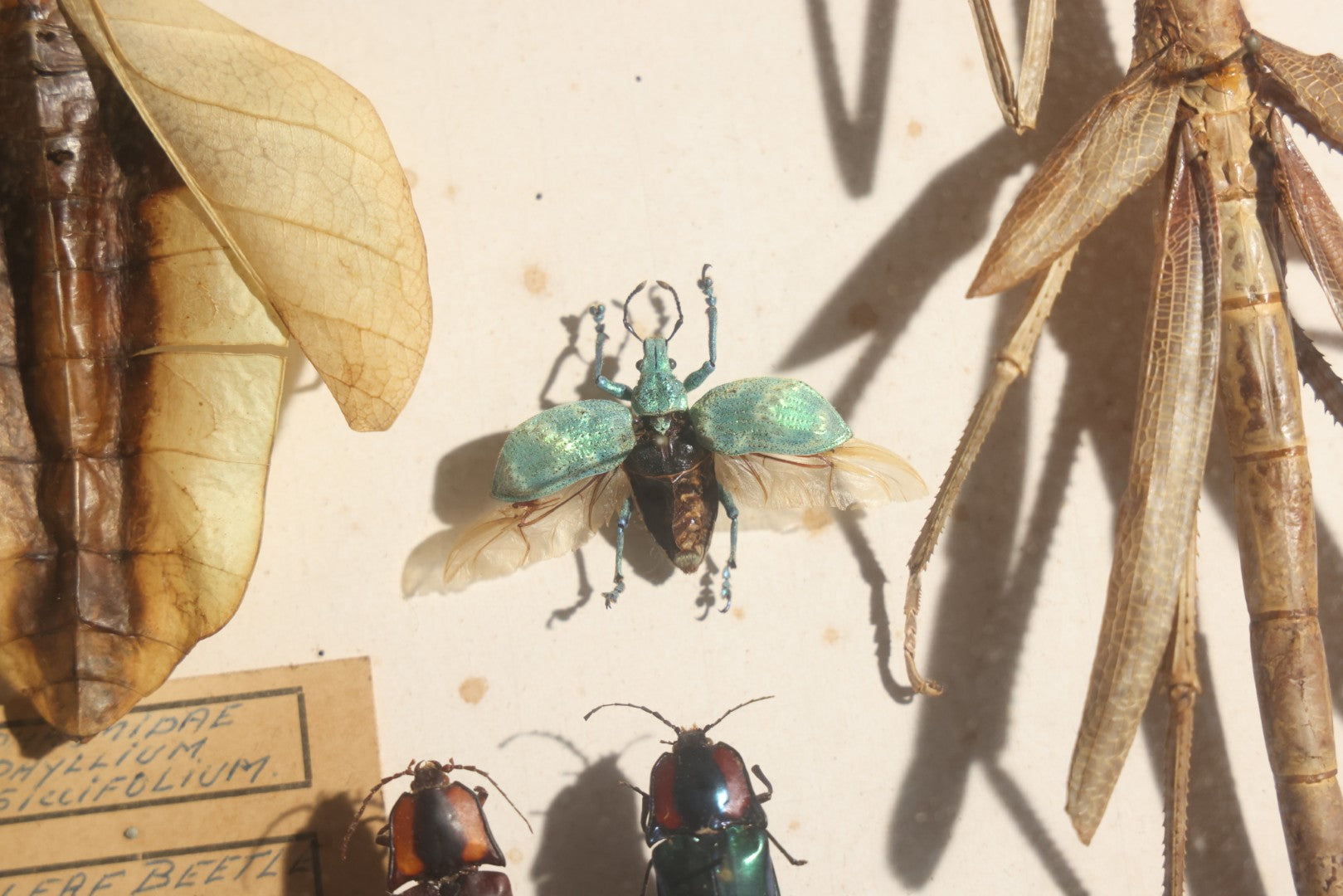 Vintage Entomology Specimen Display of Beetles, Stick Insects, and Leaf Insects from India, East Africa, and Other Localities, in Glass-Front Wood Cabinet with Hans Luhr Label, Kiel, Germany