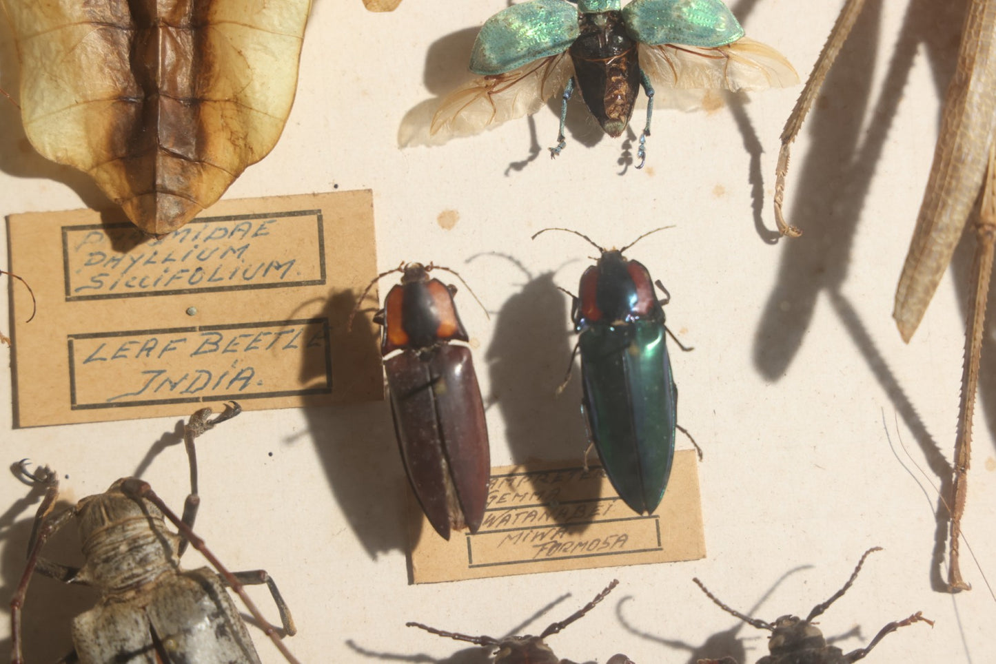 Vintage Entomology Specimen Display of Beetles, Stick Insects, and Leaf Insects from India, East Africa, and Other Localities, in Glass-Front Wood Cabinet with Hans Luhr Label, Kiel, Germany