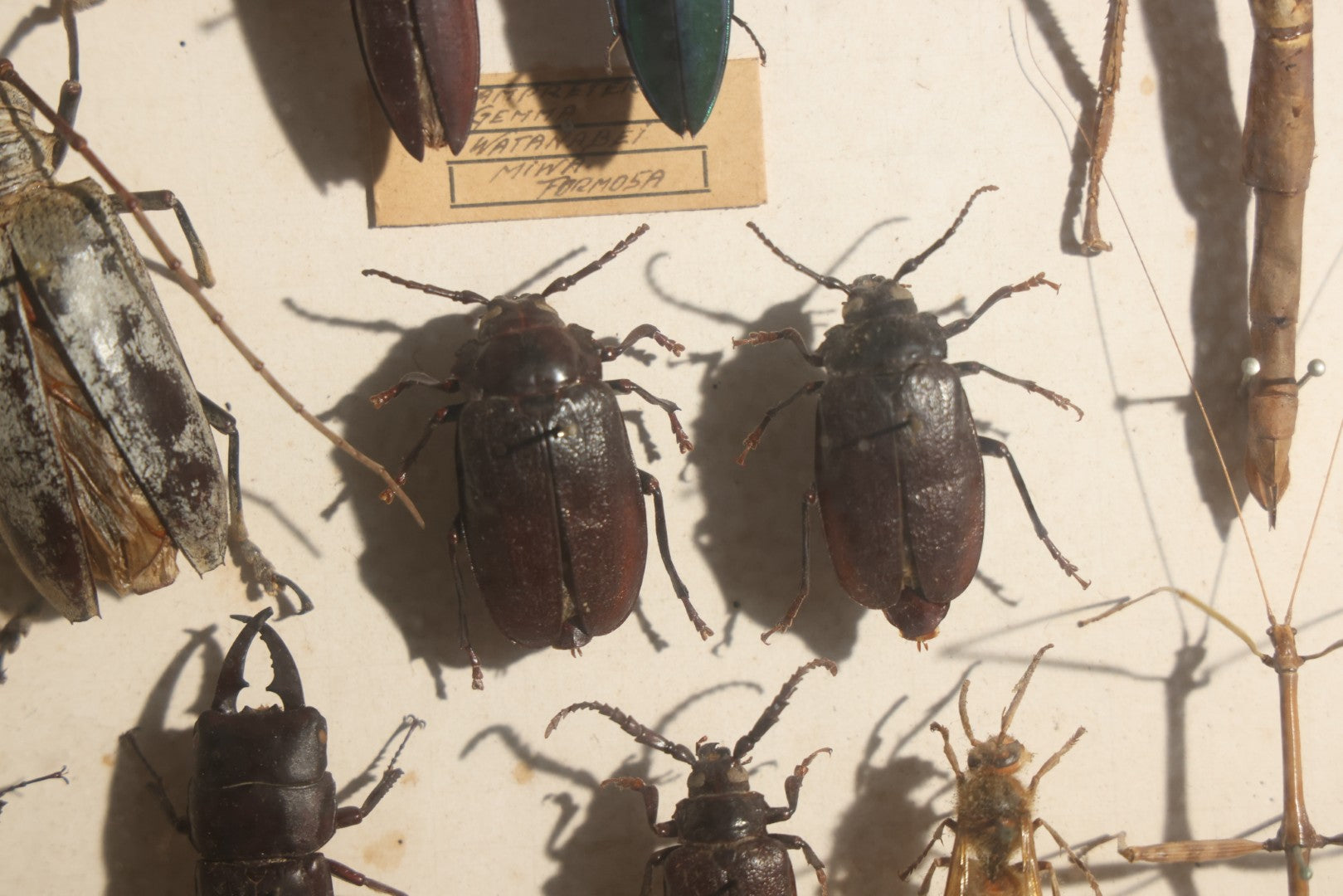 Vintage Entomology Specimen Display of Beetles, Stick Insects, and Leaf Insects from India, East Africa, and Other Localities, in Glass-Front Wood Cabinet with Hans Luhr Label, Kiel, Germany