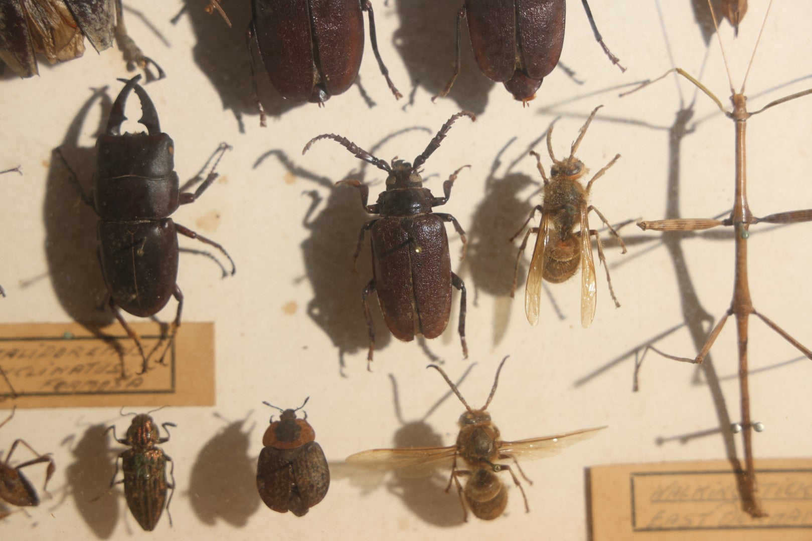 Vintage Entomology Specimen Display of Beetles, Stick Insects, and Leaf Insects from India, East Africa, and Other Localities, in Glass-Front Wood Cabinet with Hans Luhr Label, Kiel, Germany