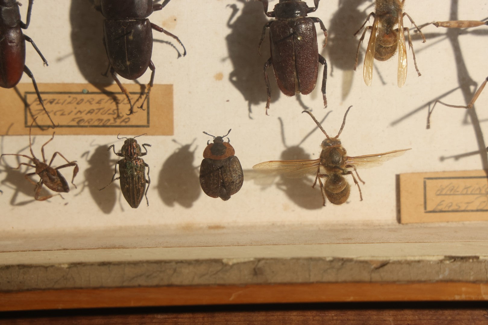 Vintage Entomology Specimen Display of Beetles, Stick Insects, and Leaf Insects from India, East Africa, and Other Localities, in Glass-Front Wood Cabinet with Hans Luhr Label, Kiel, Germany