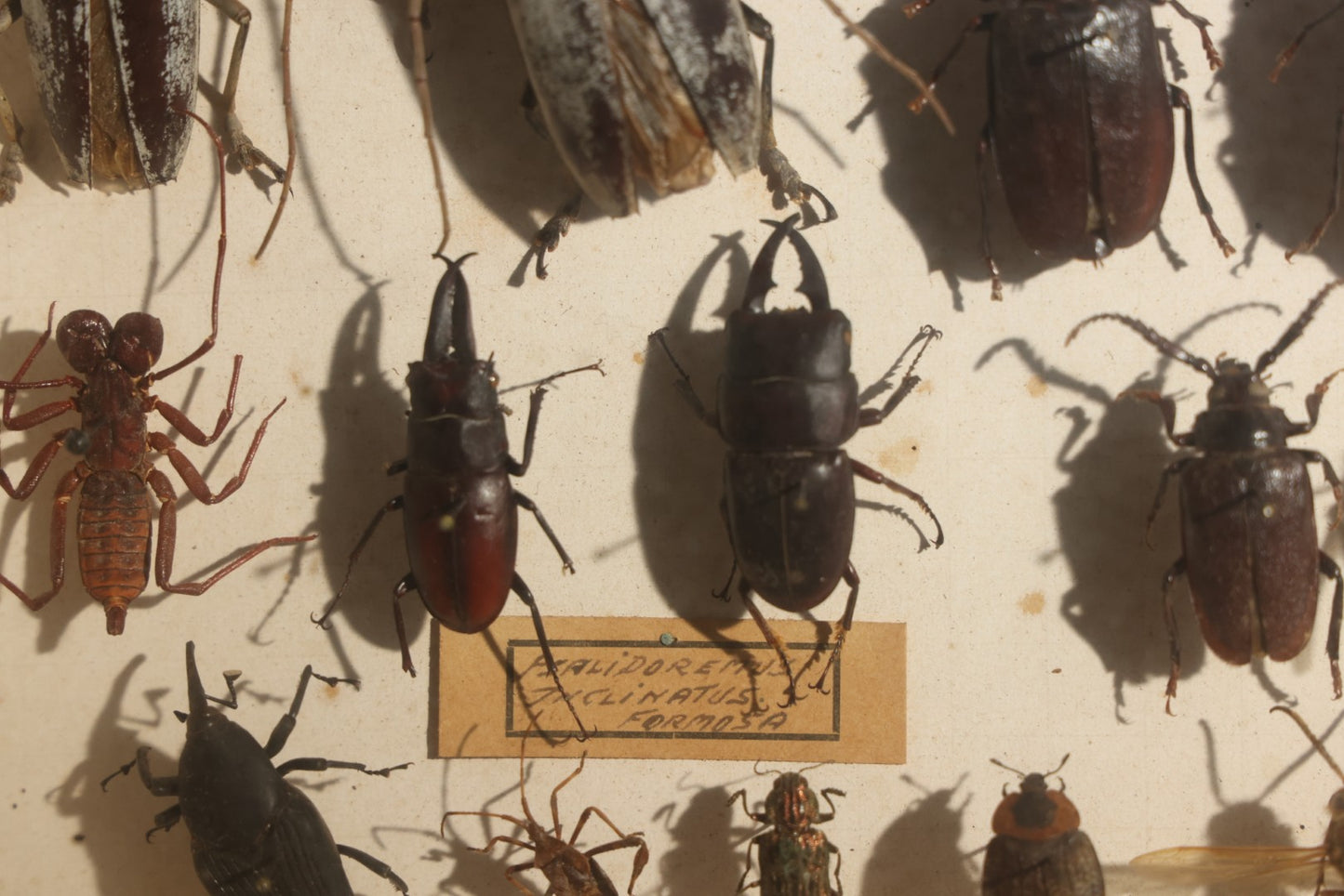 Vintage Entomology Specimen Display of Beetles, Stick Insects, and Leaf Insects from India, East Africa, and Other Localities, in Glass-Front Wood Cabinet with Hans Luhr Label, Kiel, Germany
