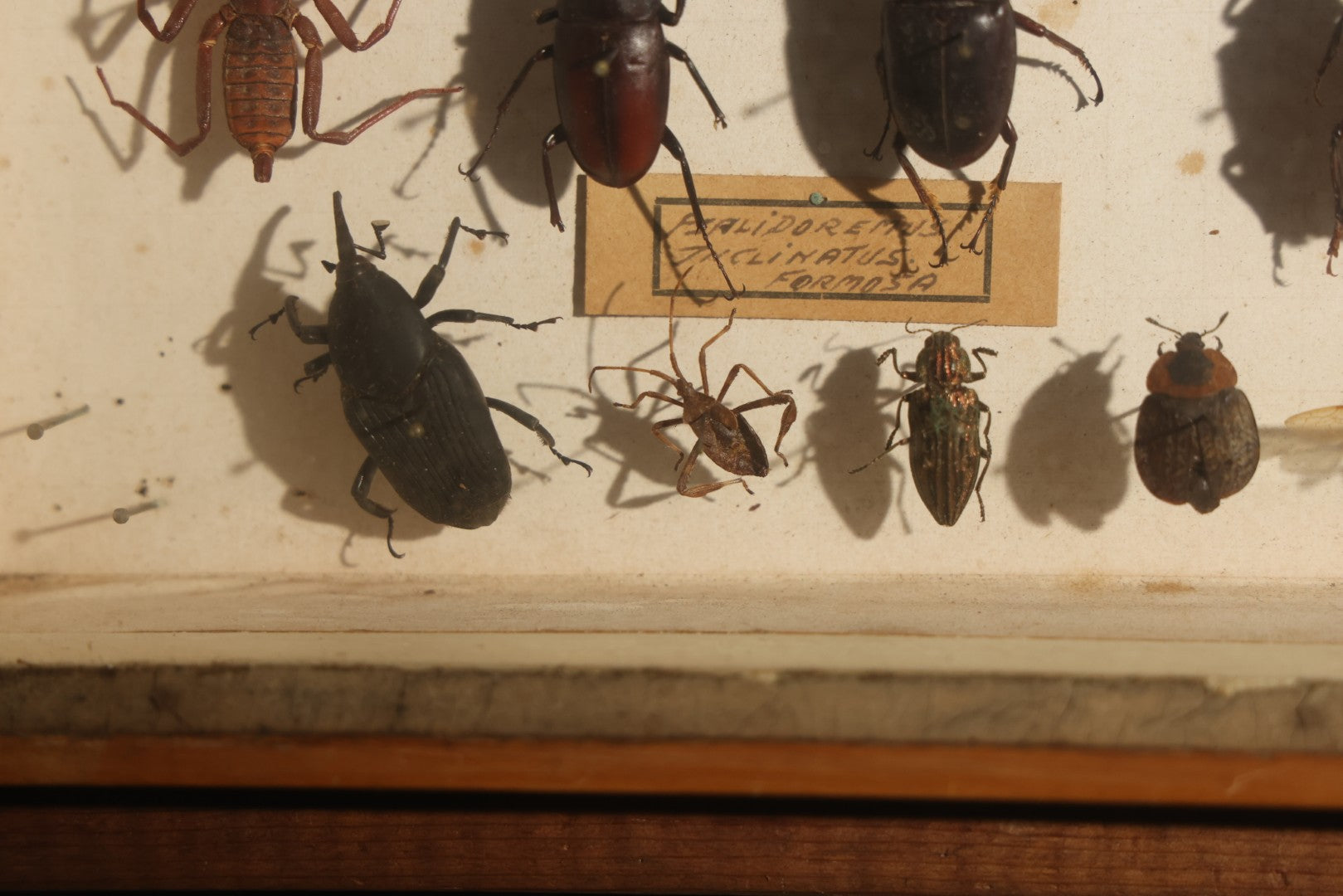 Vintage Entomology Specimen Display of Beetles, Stick Insects, and Leaf Insects from India, East Africa, and Other Localities, in Glass-Front Wood Cabinet with Hans Luhr Label, Kiel, Germany