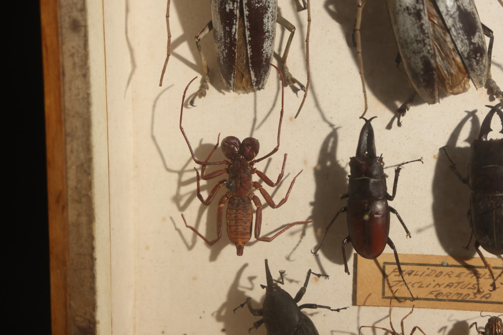 Vintage Entomology Specimen Display of Beetles, Stick Insects, and Leaf Insects from India, East Africa, and Other Localities, in Glass-Front Wood Cabinet with Hans Luhr Label, Kiel, Germany
