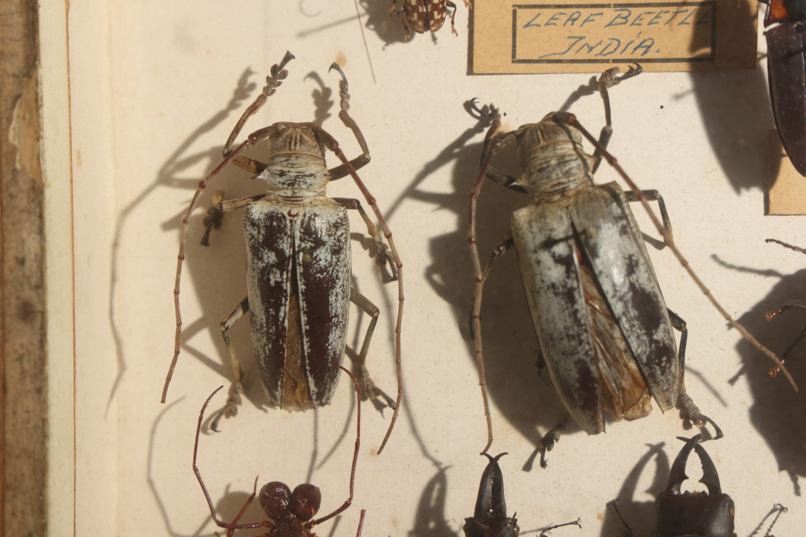 Vintage Entomology Specimen Display of Beetles, Stick Insects, and Leaf Insects from India, East Africa, and Other Localities, in Glass-Front Wood Cabinet with Hans Luhr Label, Kiel, Germany