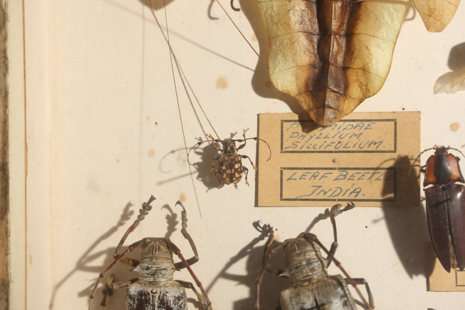 Vintage Entomology Specimen Display of Beetles, Stick Insects, and Leaf Insects from India, East Africa, and Other Localities, in Glass-Front Wood Cabinet with Hans Luhr Label, Kiel, Germany