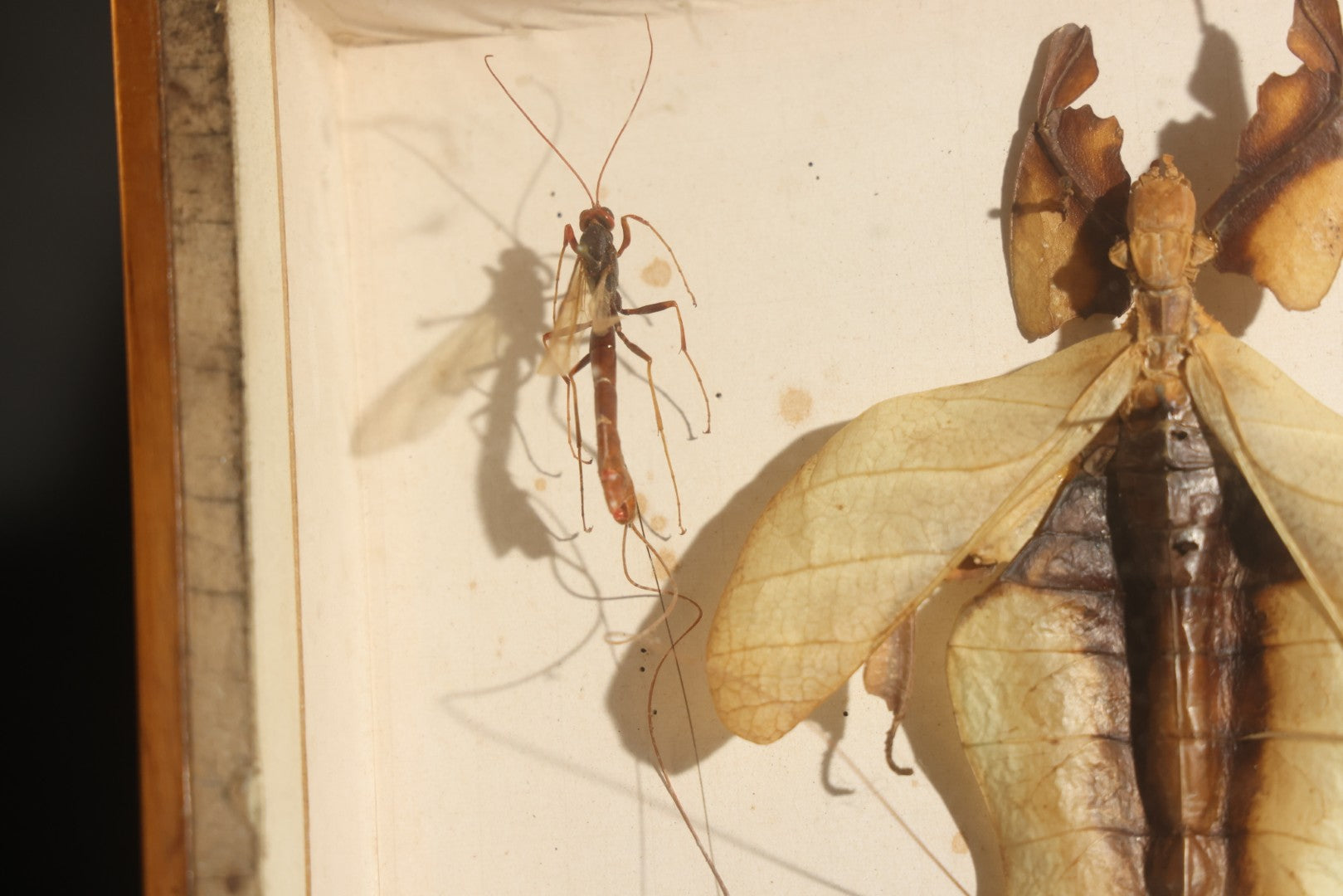 Vintage Entomology Specimen Display of Beetles, Stick Insects, and Leaf Insects from India, East Africa, and Other Localities, in Glass-Front Wood Cabinet with Hans Luhr Label, Kiel, Germany