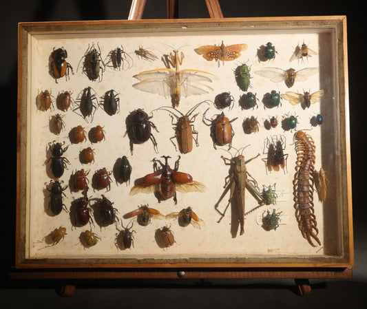 Vintage Entomology Specimen Display of Beetles, Mantis, Grasshopper, Centipede, and Other Insects in Glass-Front Wood Cabinet with Hans Luhr Label, Kiel, Germany