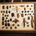 Lot 015 - Vintage Entomology Specimen Display of Beetles, Mantis, Grasshopper, Centipede, and Other Insects in Glass-Front Wood Cabinet with Hans Luhr Label, Kiel, Germany, 17-1/4" L x 13" H