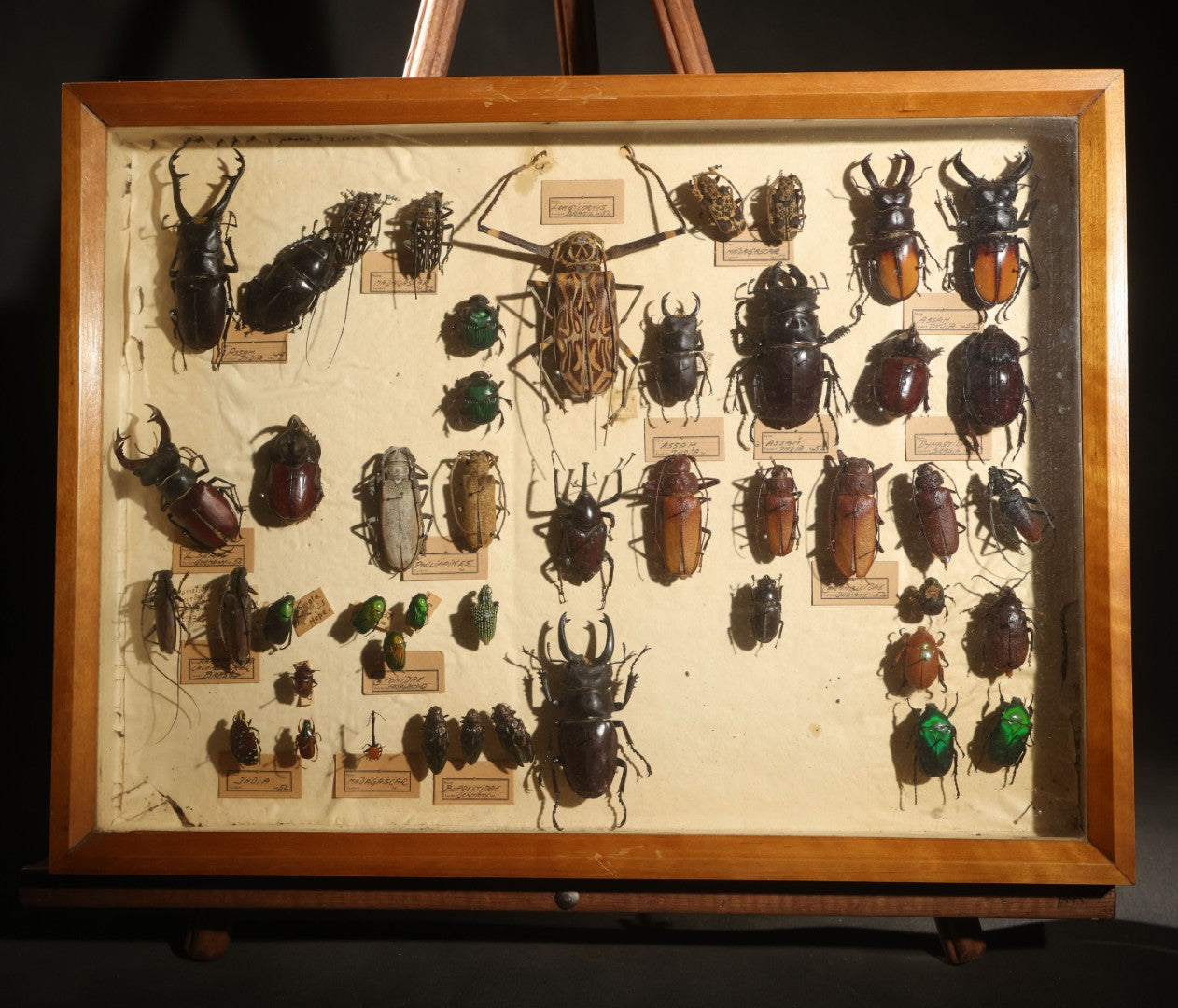 Vintage Entomology Specimen Display of Large Beetles Including Stag Beetles, Longhorn Beetles, and Metallic Scarabs from India, Madagascar, and Other Regions, in Glass-Front Wood Cabinet Attributed to Hans Luhr, Kiel, Germany
