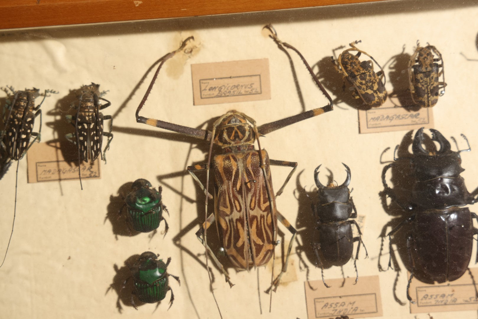 Vintage Entomology Specimen Display of Large Beetles Including Stag Beetles, Longhorn Beetles, and Metallic Scarabs from India, Madagascar, and Other Regions, in Glass-Front Wood Cabinet Attributed to Hans Luhr, Kiel, Germany