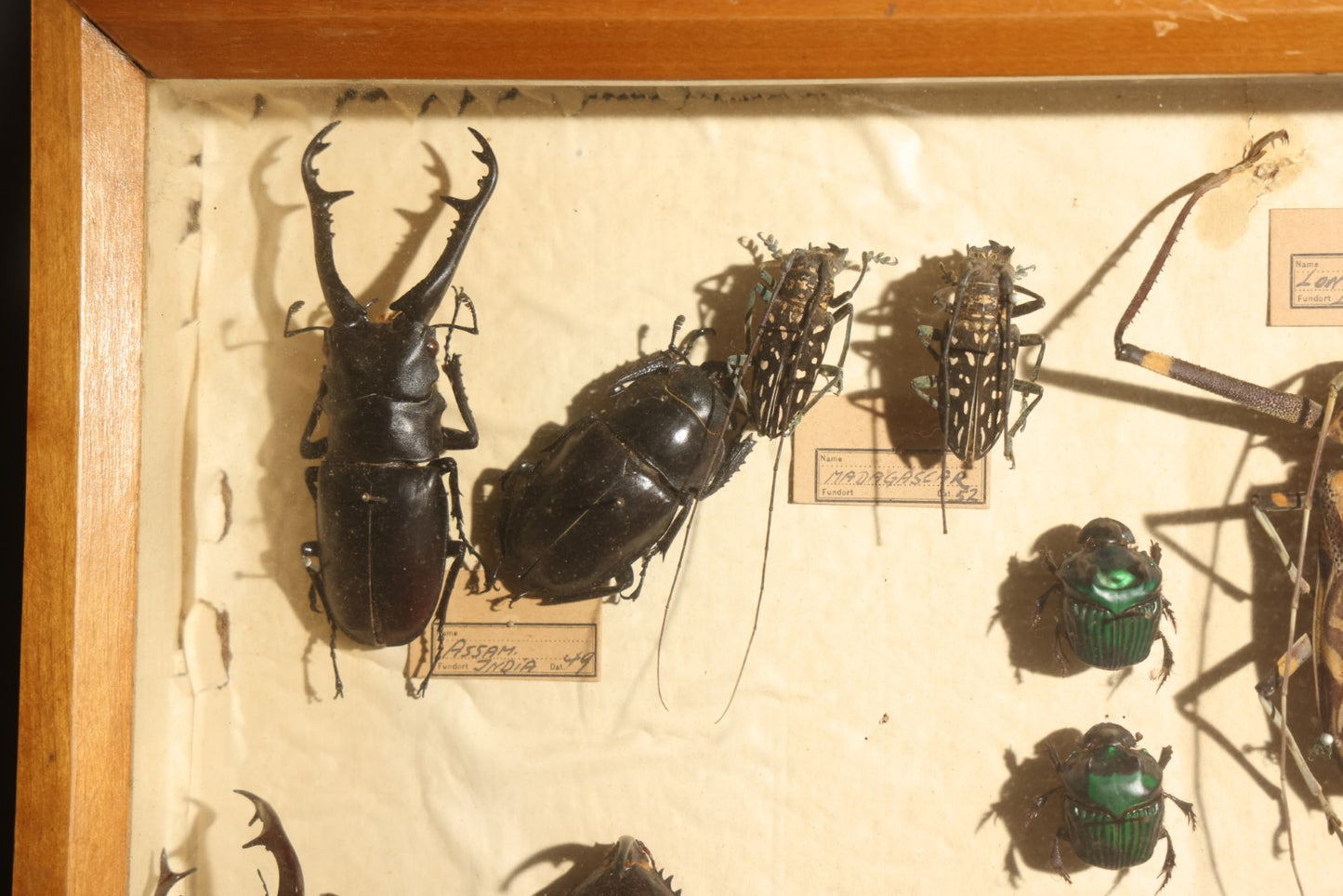 Vintage Entomology Specimen Display of Large Beetles Including Stag Beetles, Longhorn Beetles, and Metallic Scarabs from India, Madagascar, and Other Regions, in Glass-Front Wood Cabinet Attributed to Hans Luhr, Kiel, Germany