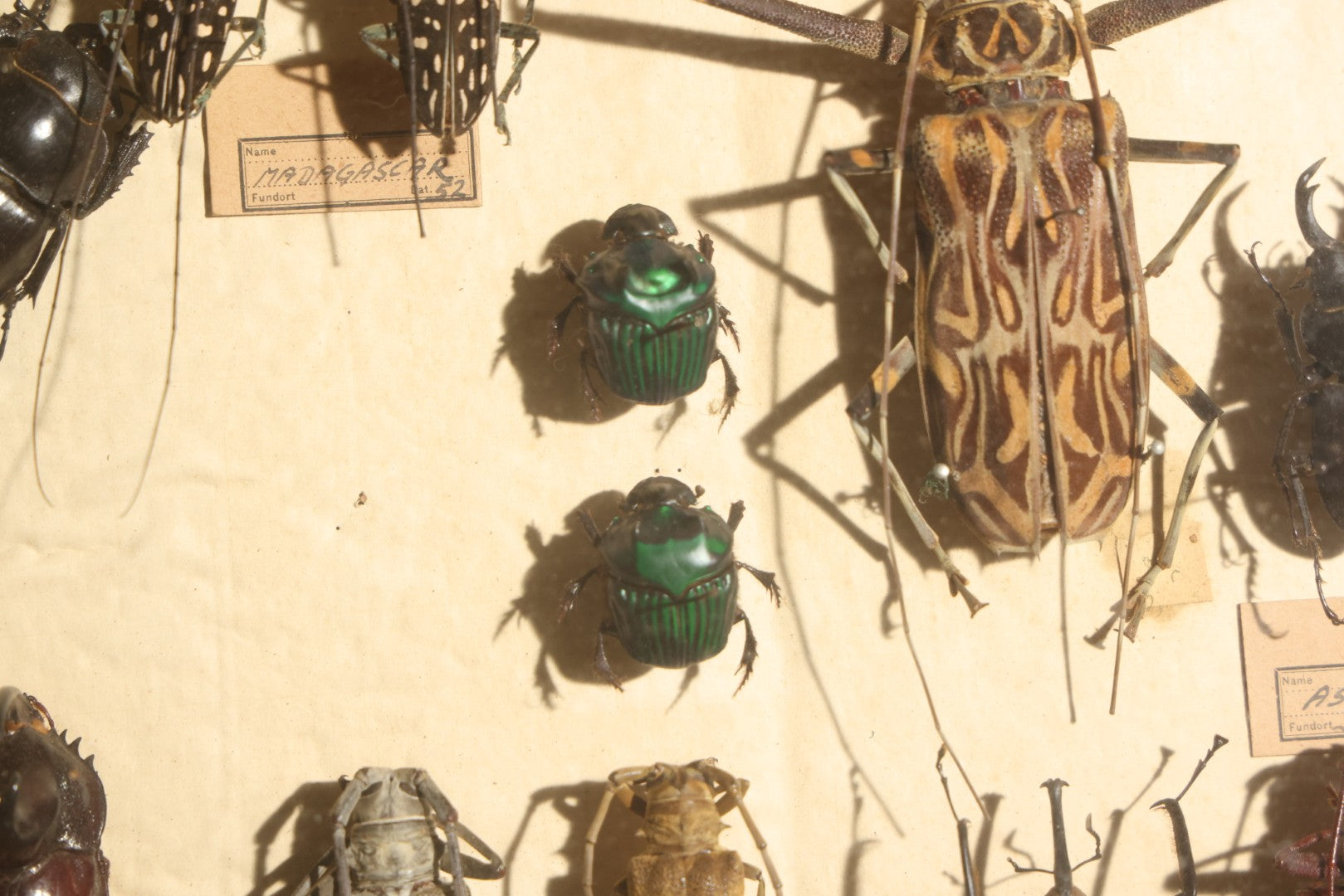 Vintage Entomology Specimen Display of Large Beetles Including Stag Beetles, Longhorn Beetles, and Metallic Scarabs from India, Madagascar, and Other Regions, in Glass-Front Wood Cabinet Attributed to Hans Luhr, Kiel, Germany