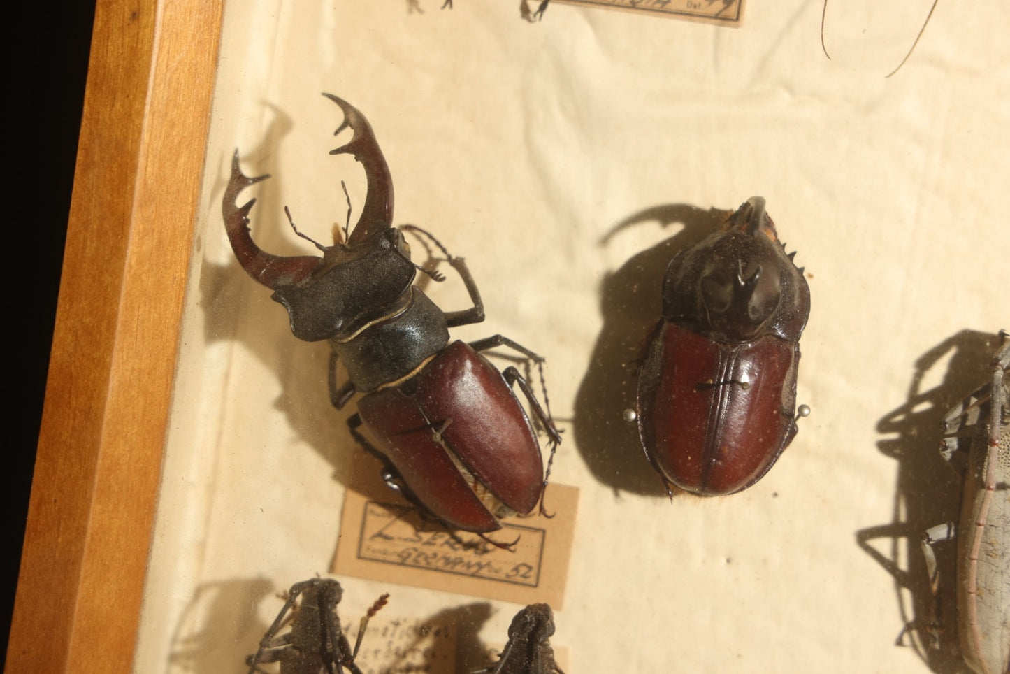 Vintage Entomology Specimen Display of Large Beetles Including Stag Beetles, Longhorn Beetles, and Metallic Scarabs from India, Madagascar, and Other Regions, in Glass-Front Wood Cabinet Attributed to Hans Luhr, Kiel, Germany