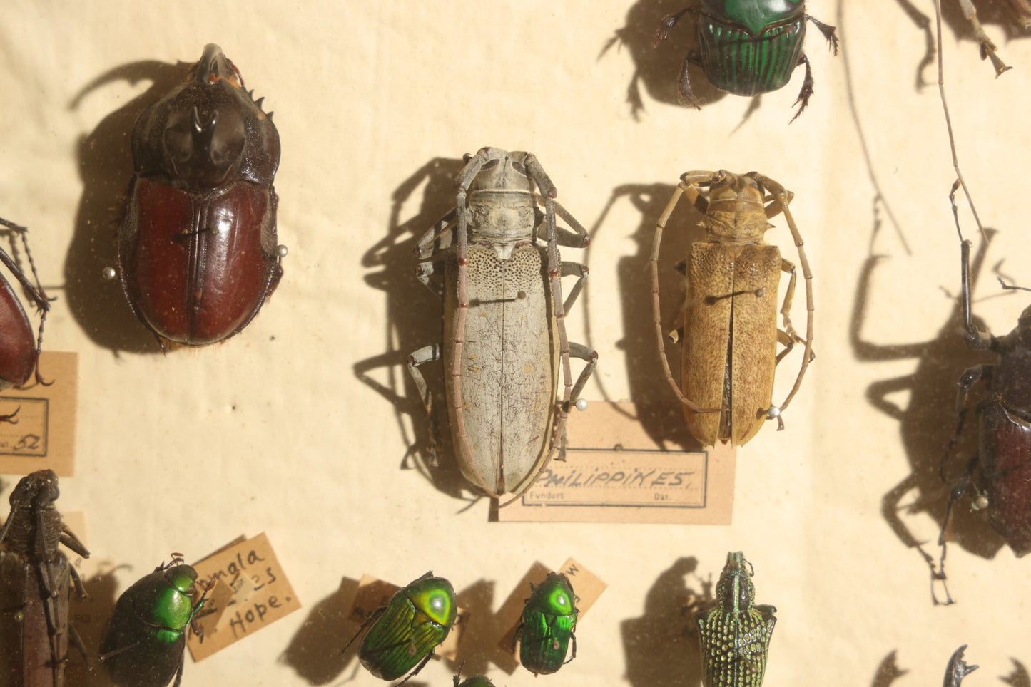 Vintage Entomology Specimen Display of Large Beetles Including Stag Beetles, Longhorn Beetles, and Metallic Scarabs from India, Madagascar, and Other Regions, in Glass-Front Wood Cabinet Attributed to Hans Luhr, Kiel, Germany