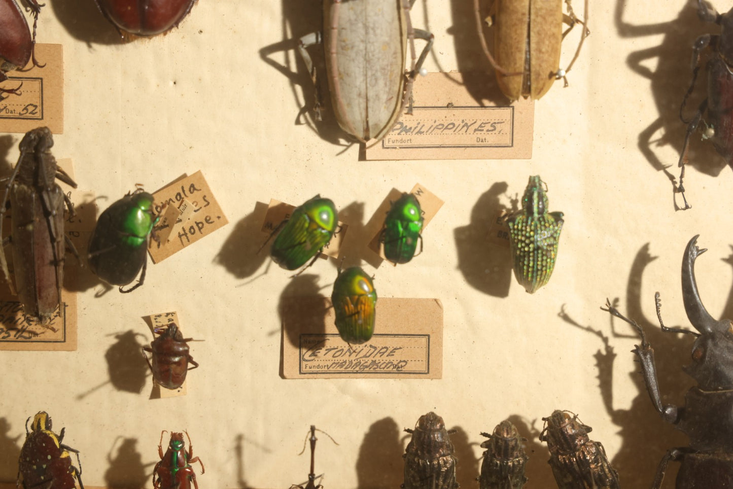 Vintage Entomology Specimen Display of Large Beetles Including Stag Beetles, Longhorn Beetles, and Metallic Scarabs from India, Madagascar, and Other Regions, in Glass-Front Wood Cabinet Attributed to Hans Luhr, Kiel, Germany