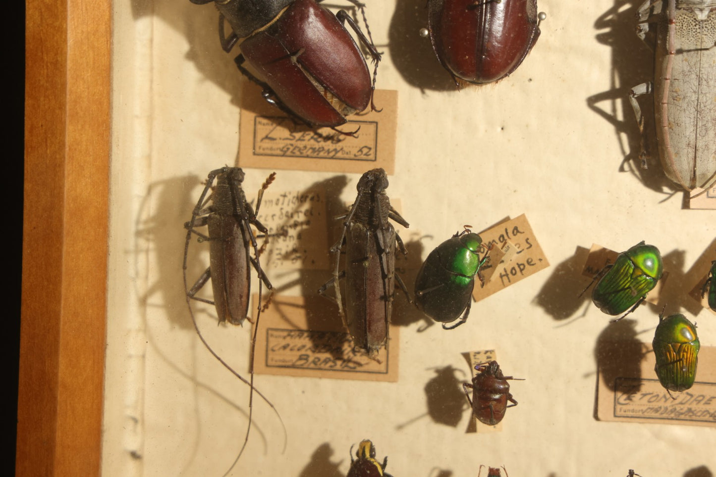 Vintage Entomology Specimen Display of Large Beetles Including Stag Beetles, Longhorn Beetles, and Metallic Scarabs from India, Madagascar, and Other Regions, in Glass-Front Wood Cabinet Attributed to Hans Luhr, Kiel, Germany