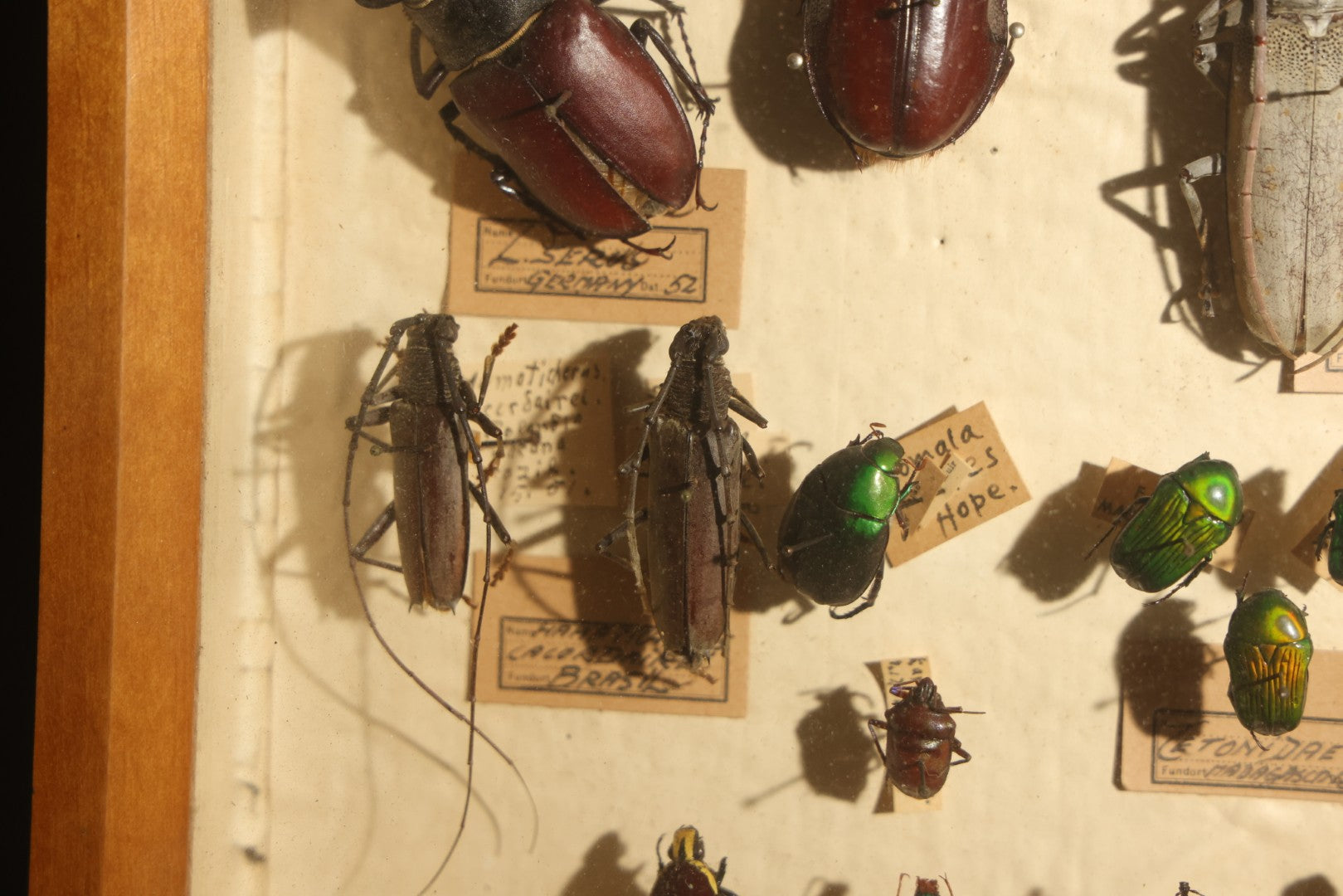 Vintage Entomology Specimen Display of Large Beetles Including Stag Beetles, Longhorn Beetles, and Metallic Scarabs from India, Madagascar, and Other Regions, in Glass-Front Wood Cabinet Attributed to Hans Luhr, Kiel, Germany