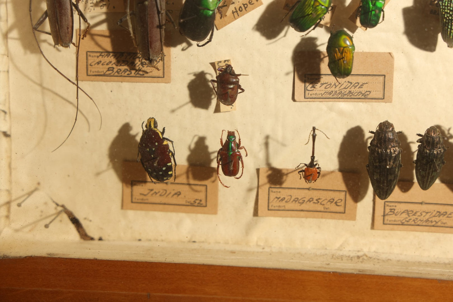 Vintage Entomology Specimen Display of Large Beetles Including Stag Beetles, Longhorn Beetles, and Metallic Scarabs from India, Madagascar, and Other Regions, in Glass-Front Wood Cabinet Attributed to Hans Luhr, Kiel, Germany