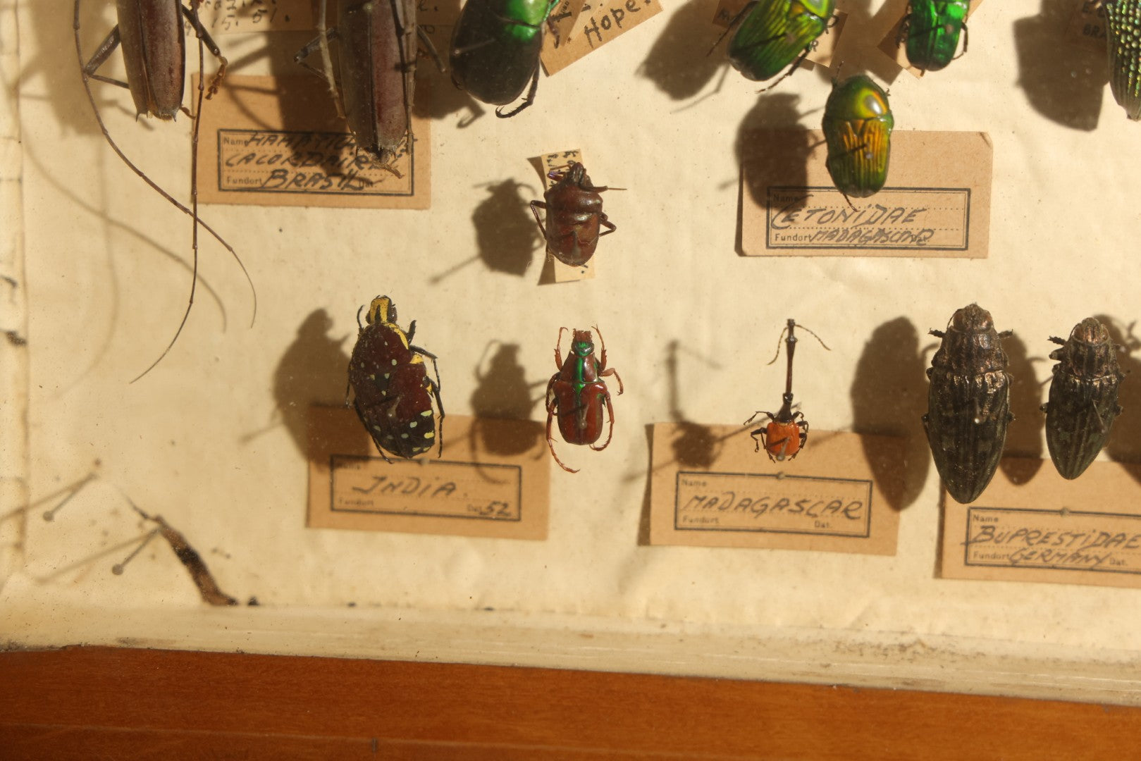 Vintage Entomology Specimen Display of Large Beetles Including Stag Beetles, Longhorn Beetles, and Metallic Scarabs from India, Madagascar, and Other Regions, in Glass-Front Wood Cabinet Attributed to Hans Luhr, Kiel, Germany