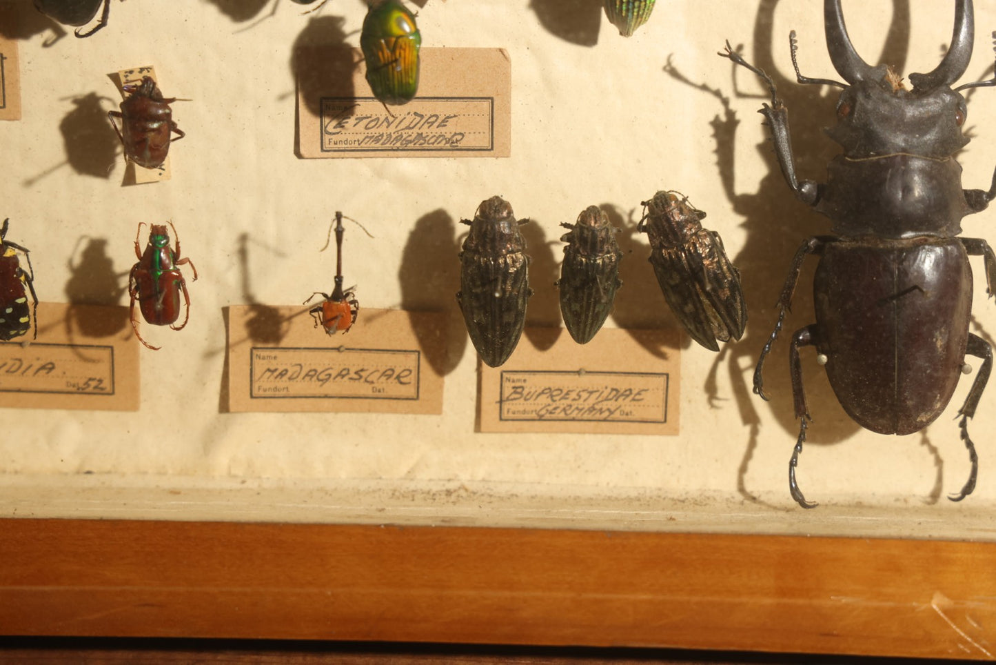 Vintage Entomology Specimen Display of Large Beetles Including Stag Beetles, Longhorn Beetles, and Metallic Scarabs from India, Madagascar, and Other Regions, in Glass-Front Wood Cabinet Attributed to Hans Luhr, Kiel, Germany