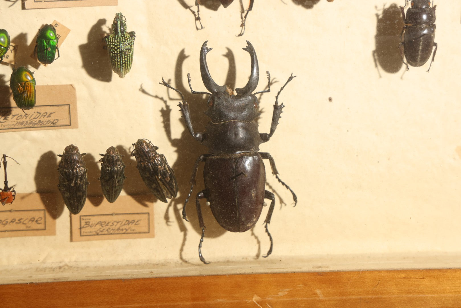 Vintage Entomology Specimen Display of Large Beetles Including Stag Beetles, Longhorn Beetles, and Metallic Scarabs from India, Madagascar, and Other Regions, in Glass-Front Wood Cabinet Attributed to Hans Luhr, Kiel, Germany