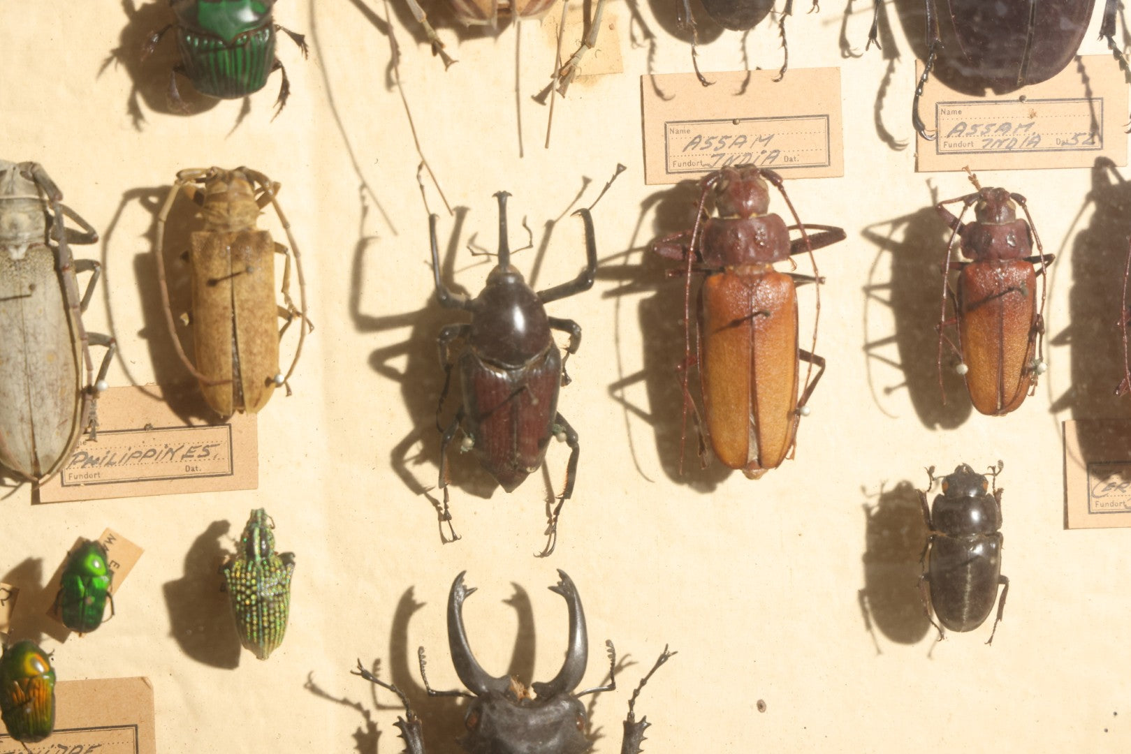 Vintage Entomology Specimen Display of Large Beetles Including Stag Beetles, Longhorn Beetles, and Metallic Scarabs from India, Madagascar, and Other Regions, in Glass-Front Wood Cabinet Attributed to Hans Luhr, Kiel, Germany