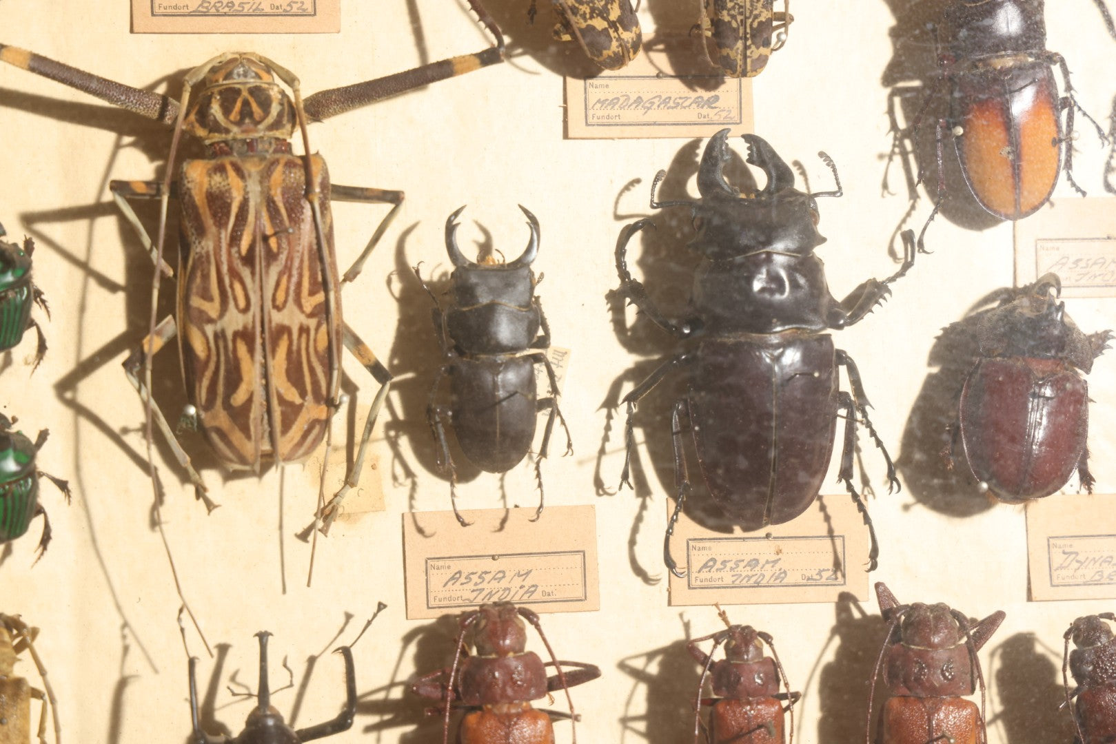 Vintage Entomology Specimen Display of Large Beetles Including Stag Beetles, Longhorn Beetles, and Metallic Scarabs from India, Madagascar, and Other Regions, in Glass-Front Wood Cabinet Attributed to Hans Luhr, Kiel, Germany