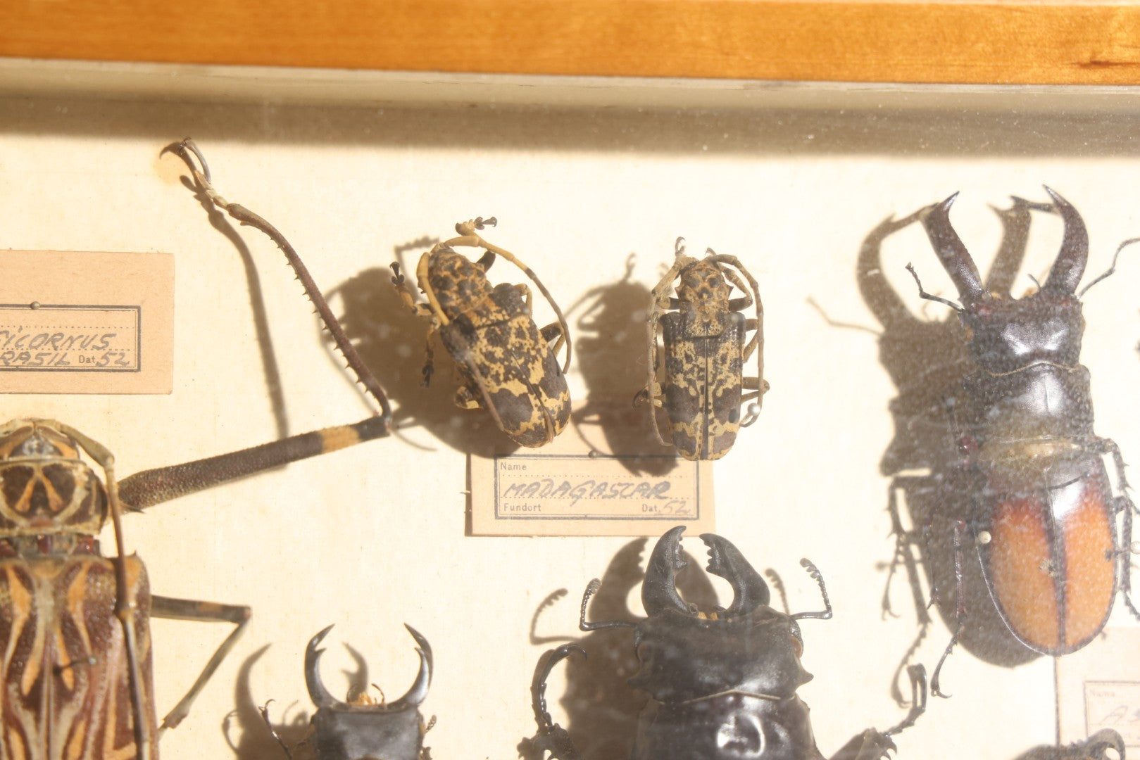 Vintage Entomology Specimen Display of Large Beetles Including Stag Beetles, Longhorn Beetles, and Metallic Scarabs from India, Madagascar, and Other Regions, in Glass-Front Wood Cabinet Attributed to Hans Luhr, Kiel, Germany