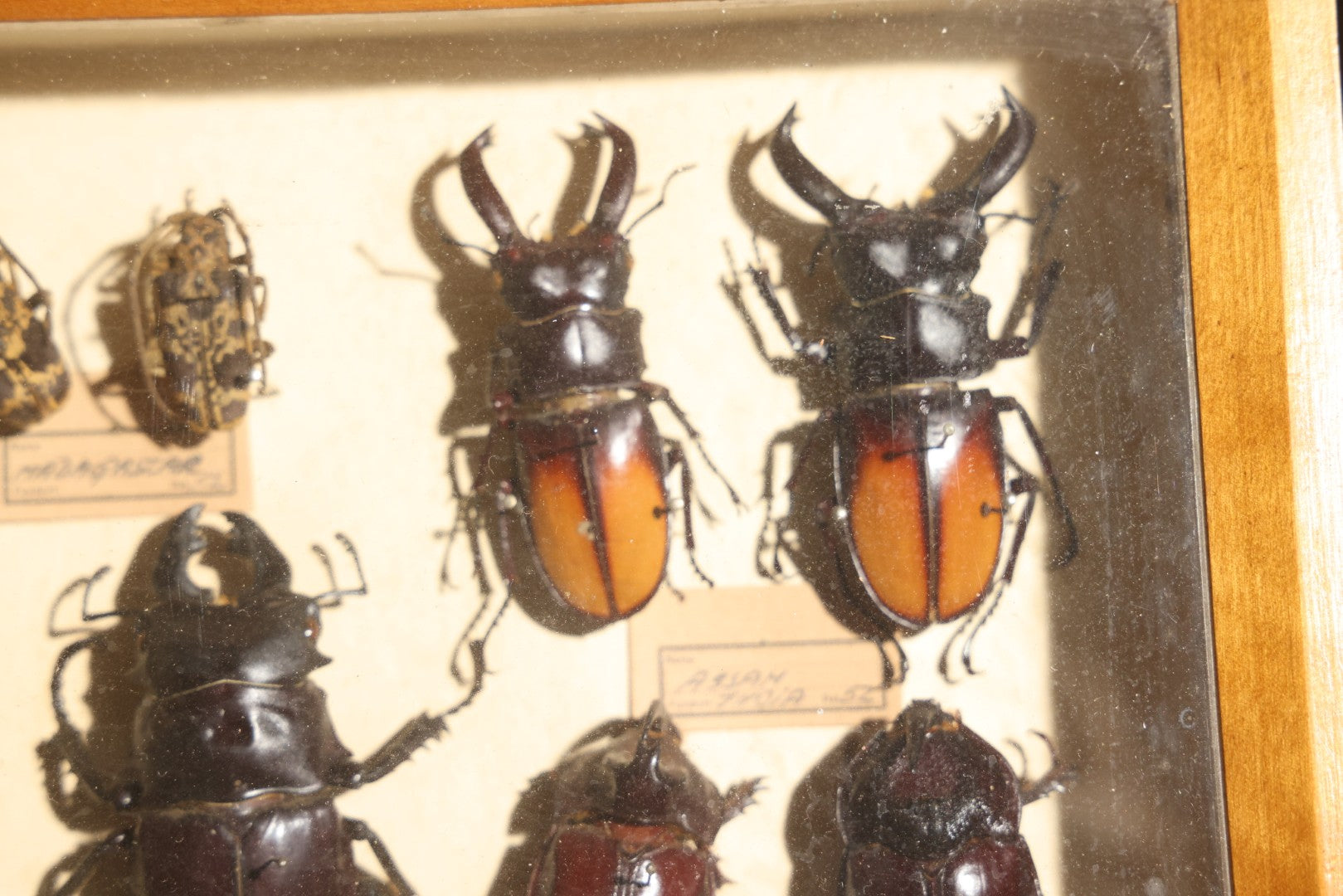 Vintage Entomology Specimen Display of Large Beetles Including Stag Beetles, Longhorn Beetles, and Metallic Scarabs from India, Madagascar, and Other Regions, in Glass-Front Wood Cabinet Attributed to Hans Luhr, Kiel, Germany