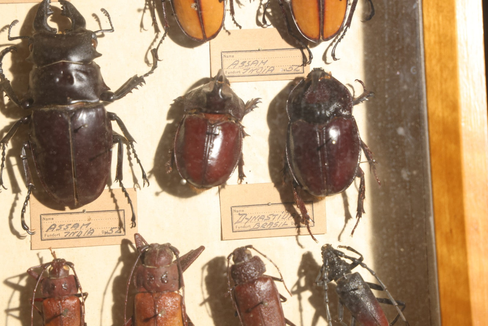 Vintage Entomology Specimen Display of Large Beetles Including Stag Beetles, Longhorn Beetles, and Metallic Scarabs from India, Madagascar, and Other Regions, in Glass-Front Wood Cabinet Attributed to Hans Luhr, Kiel, Germany