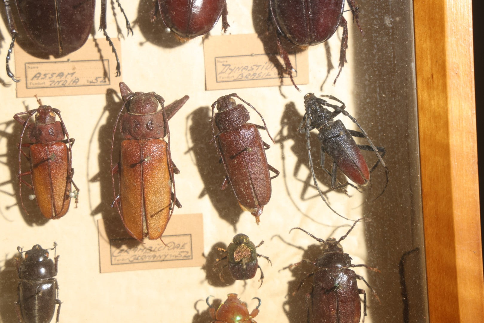 Vintage Entomology Specimen Display of Large Beetles Including Stag Beetles, Longhorn Beetles, and Metallic Scarabs from India, Madagascar, and Other Regions, in Glass-Front Wood Cabinet Attributed to Hans Luhr, Kiel, Germany