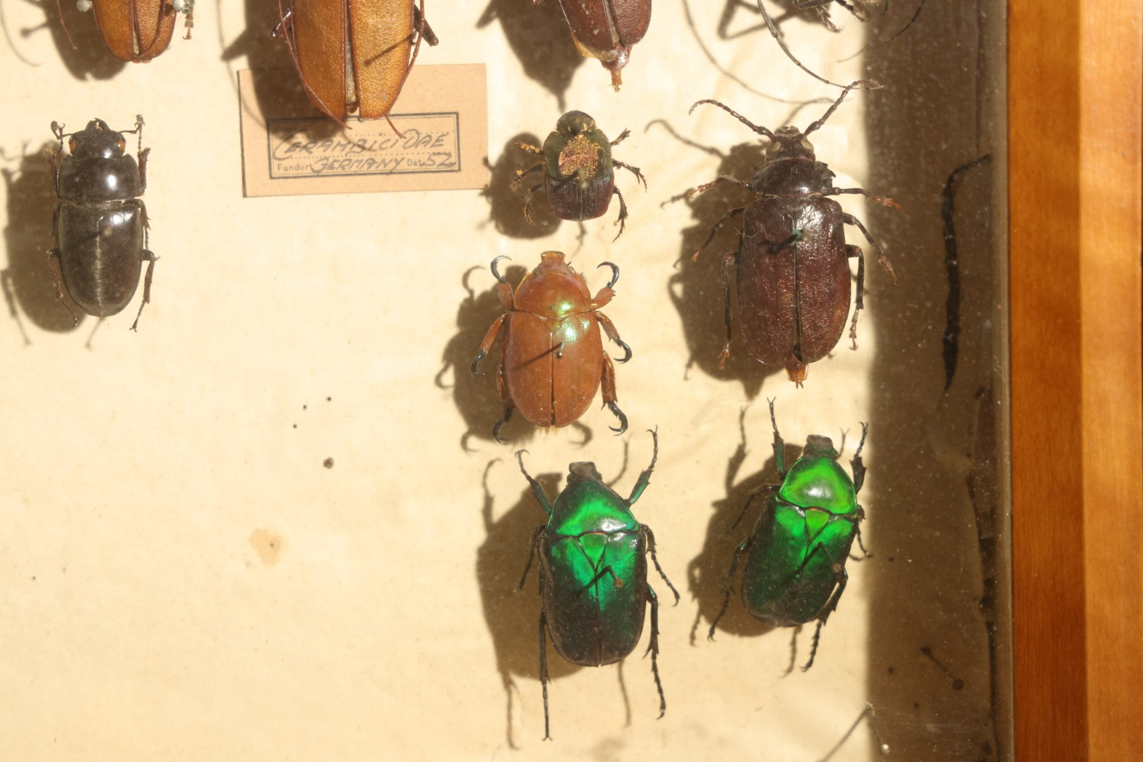 Vintage Entomology Specimen Display of Large Beetles Including Stag Beetles, Longhorn Beetles, and Metallic Scarabs from India, Madagascar, and Other Regions, in Glass-Front Wood Cabinet Attributed to Hans Luhr, Kiel, Germany