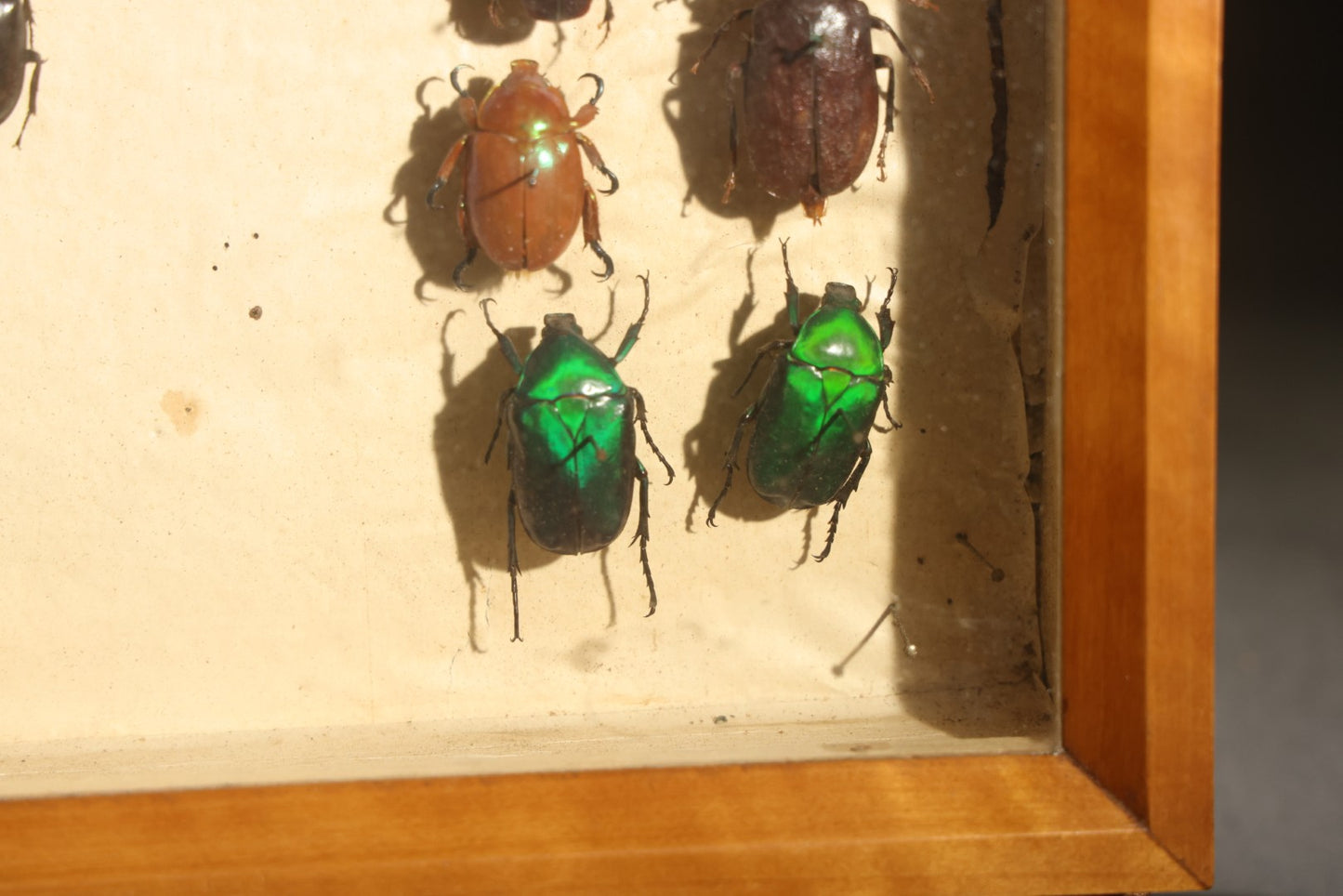 Vintage Entomology Specimen Display of Large Beetles Including Stag Beetles, Longhorn Beetles, and Metallic Scarabs from India, Madagascar, and Other Regions, in Glass-Front Wood Cabinet Attributed to Hans Luhr, Kiel, Germany