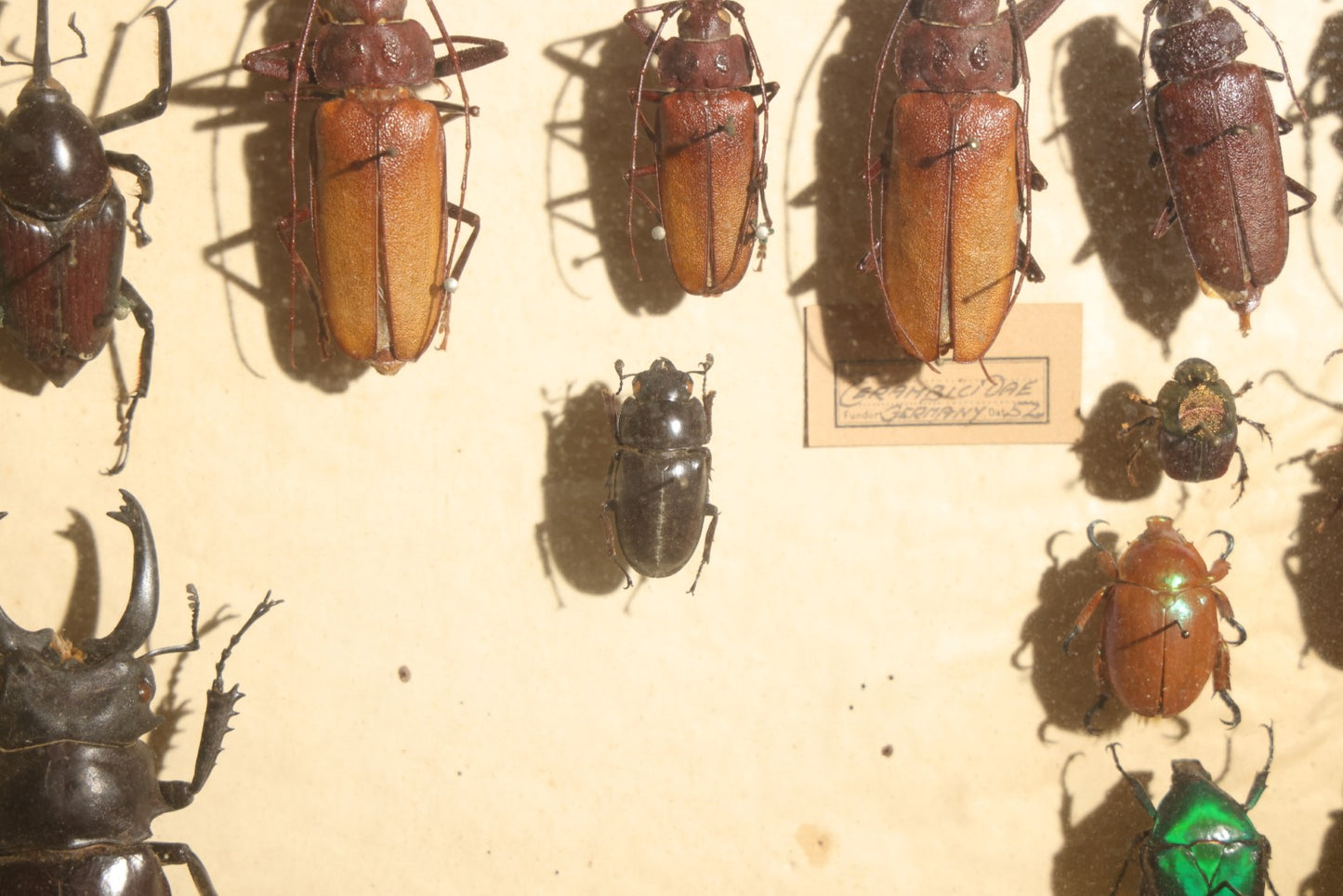 Vintage Entomology Specimen Display of Large Beetles Including Stag Beetles, Longhorn Beetles, and Metallic Scarabs from India, Madagascar, and Other Regions, in Glass-Front Wood Cabinet Attributed to Hans Luhr, Kiel, Germany