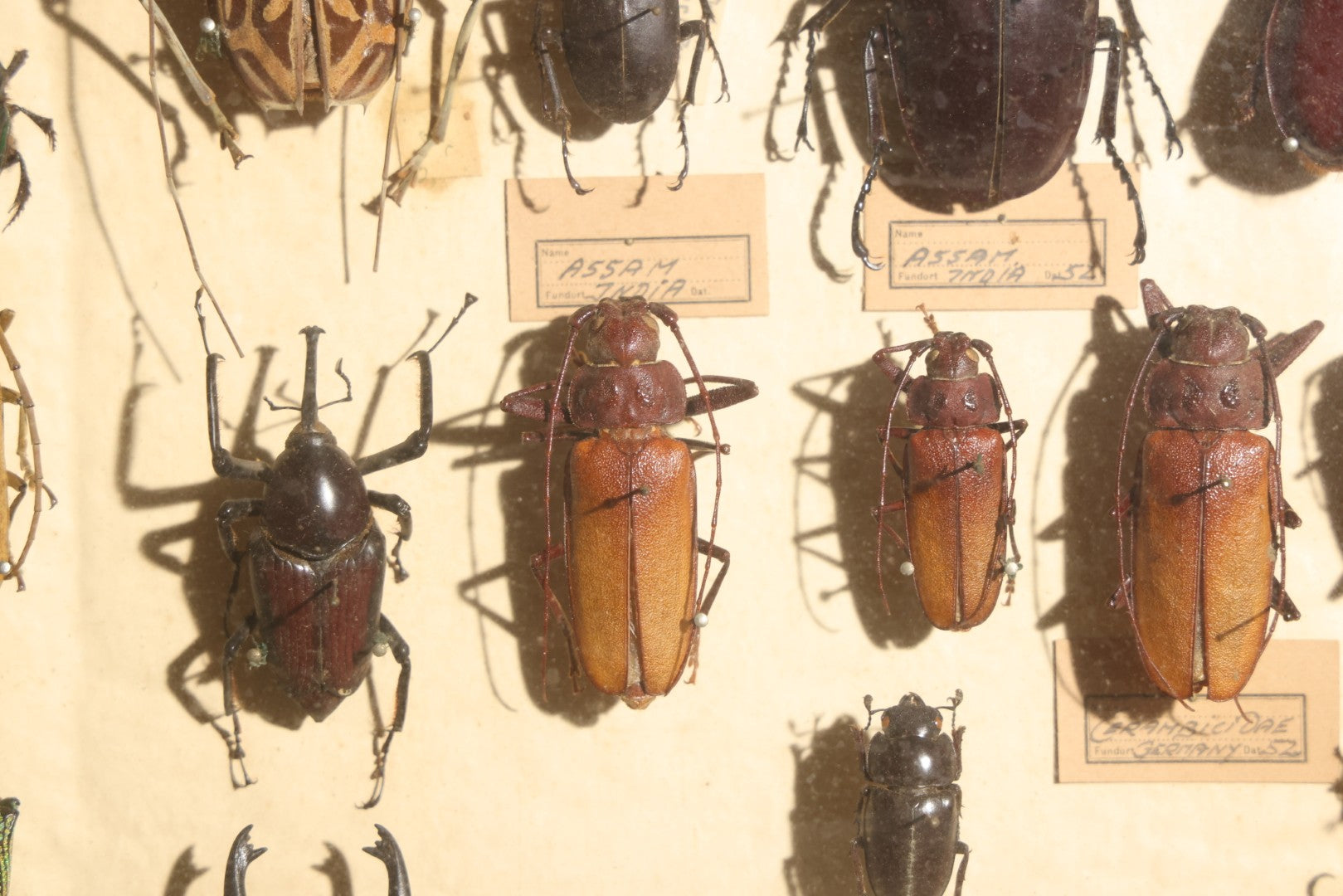 Vintage Entomology Specimen Display of Large Beetles Including Stag Beetles, Longhorn Beetles, and Metallic Scarabs from India, Madagascar, and Other Regions, in Glass-Front Wood Cabinet Attributed to Hans Luhr, Kiel, Germany