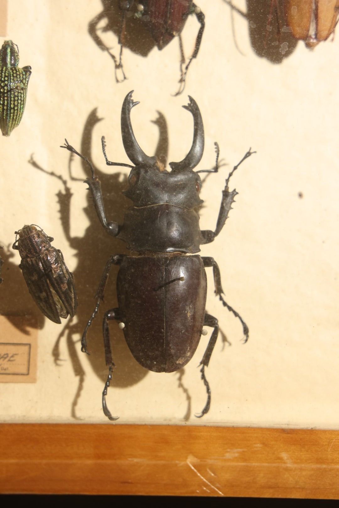 Vintage Entomology Specimen Display of Large Beetles Including Stag Beetles, Longhorn Beetles, and Metallic Scarabs from India, Madagascar, and Other Regions, in Glass-Front Wood Cabinet Attributed to Hans Luhr, Kiel, Germany