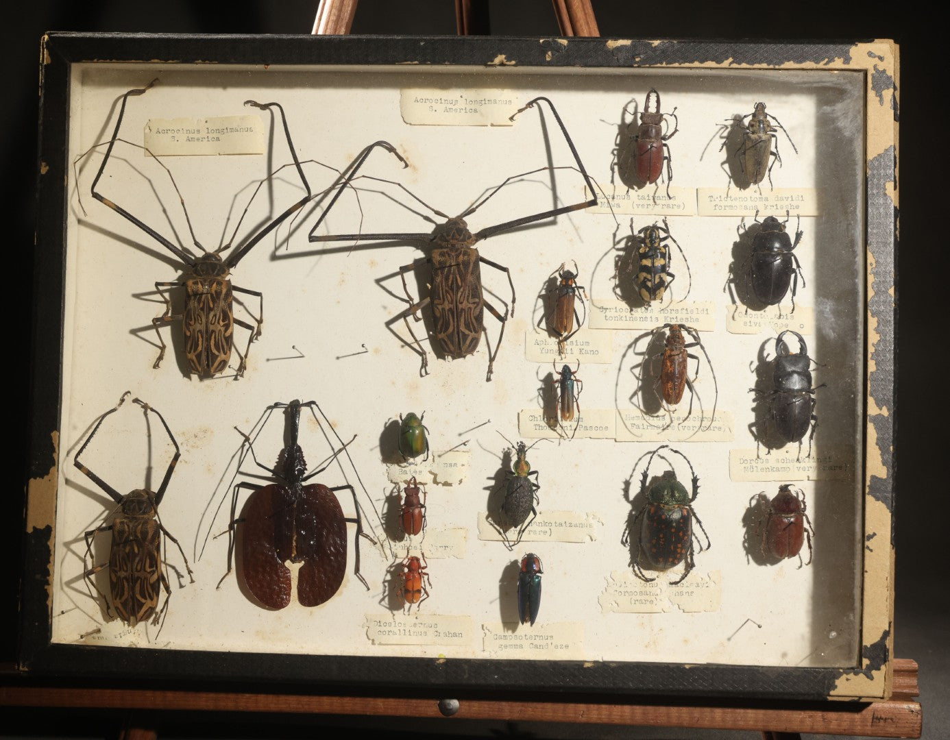 Vintage Entomology Specimen Display of Beetles Including Acrocinus Longimanus (Harlequin Beetle) from South America, Formosa, and Other Localities, in Glass-Top Black Riker Case
