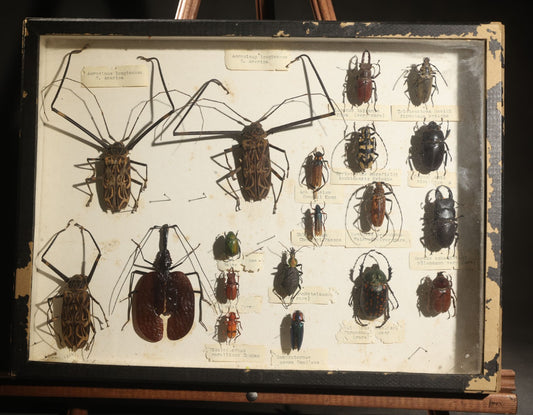 Vintage Entomology Specimen Display of Beetles Including Acrocinus Longimanus (Harlequin Beetle) from South America, Formosa, and Other Localities, in Glass-Top Black Riker Case