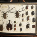 Lot 017 - Vintage Entomology Specimen Display of Beetles Including Acrocinus Longimanus (Harlequin Beetle) from South America, Formosa, and Other Localities, in Glass-Top Black Riker Case, 16-1/4" L x 12-1/4" H