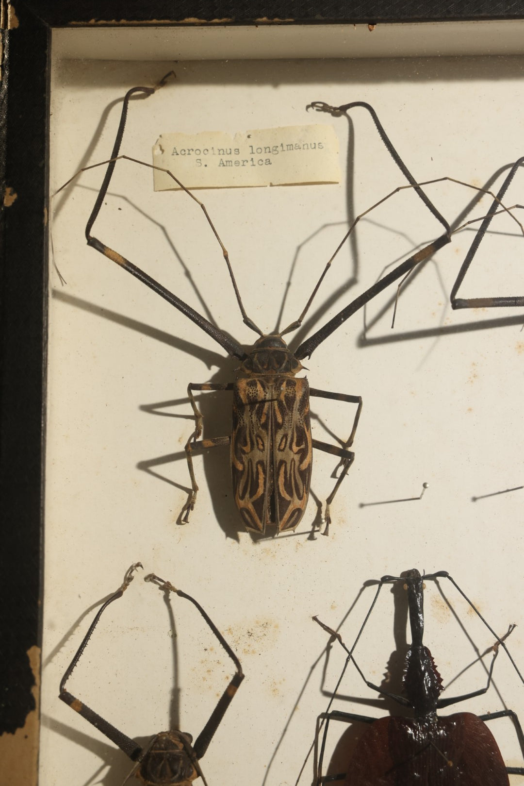 Vintage Entomology Specimen Display of Beetles Including Acrocinus Longimanus (Harlequin Beetle) from South America, Formosa, and Other Localities, in Glass-Top Black Riker Case
